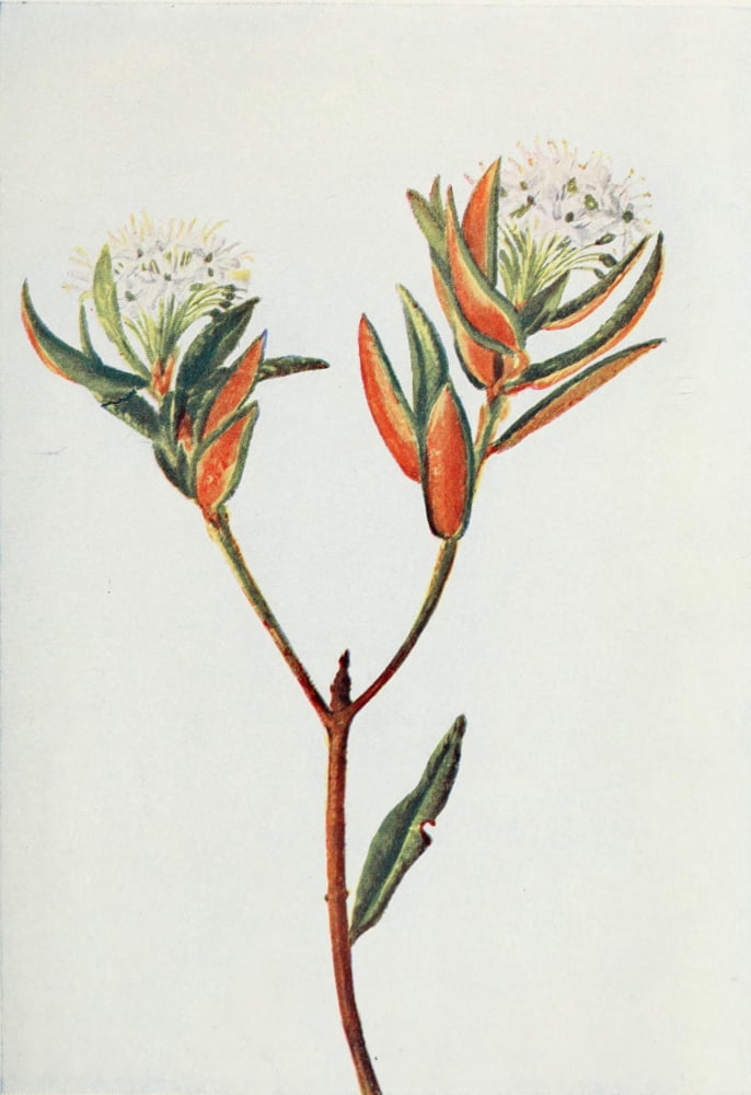 Wild Flowers 1909 Labrador Tea Canvas Art - M & Shaw Saterlee (24 x 36)