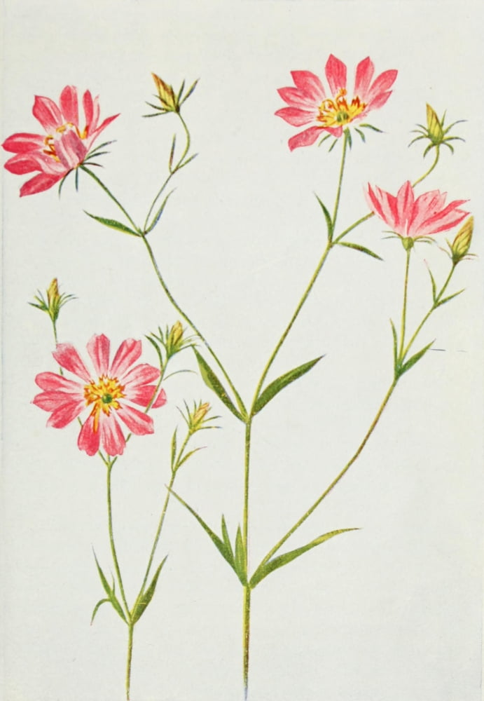 Wild Flowers 1909 Large Sea Pink Canvas Art - M & Shaw Saterlee (24 x 36)
