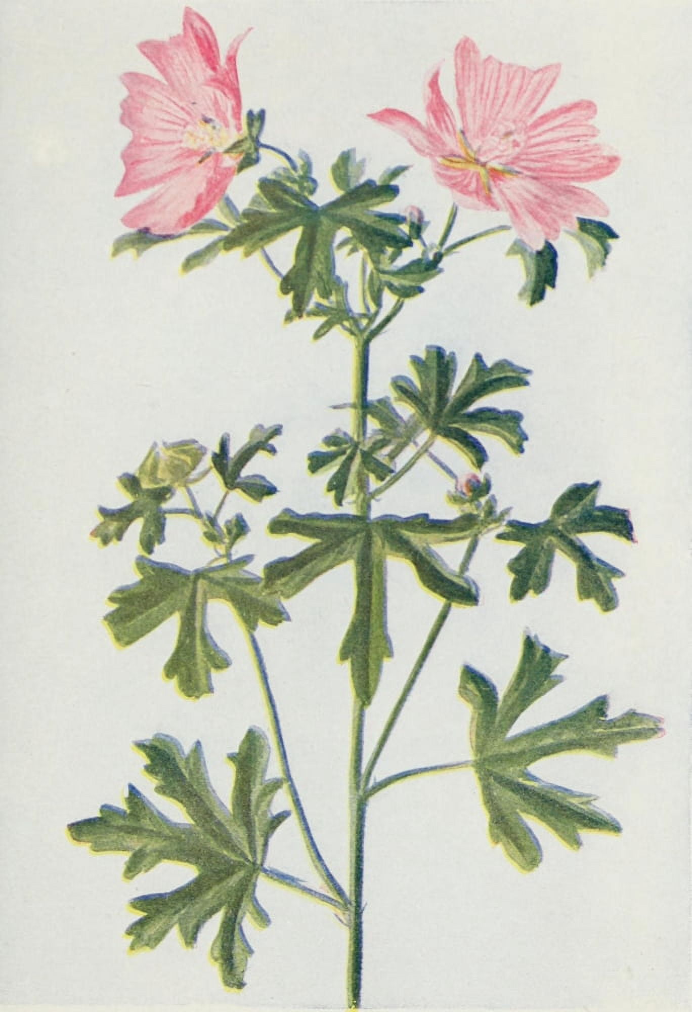 Wild Flowers 1909 Musk Mallow Canvas Art - M & Shaw Saterlee (24 x 36)