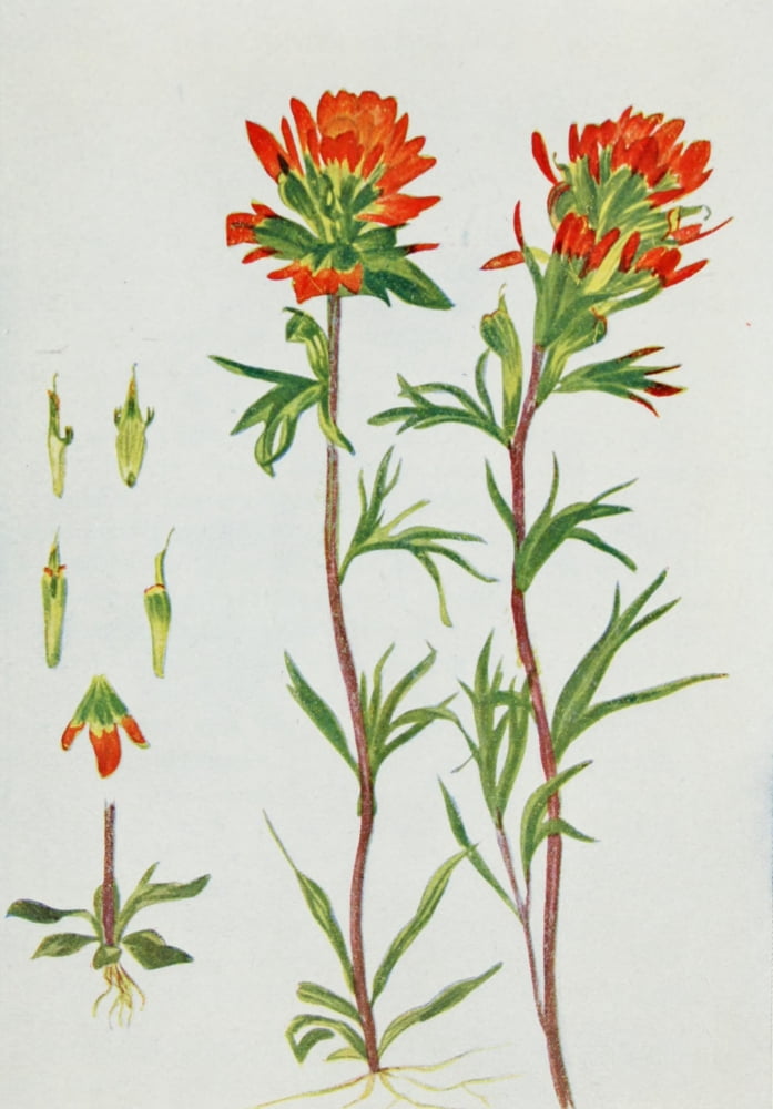 Wild Flowers 1909 Painted Cup Canvas Art - M & Shaw Saterlee (24 x 36)