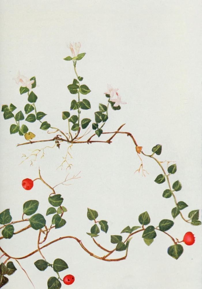 Wild Flowers 1909 Partridge Vine Canvas Art - M & Shaw Saterlee (24 x 36)