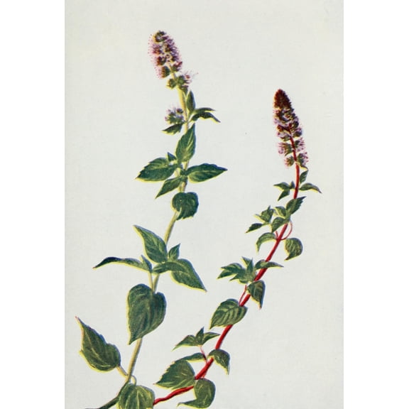 Wild Flowers 1909 Peppermint Canvas Art - M & Shaw Saterlee (18 x 24)
