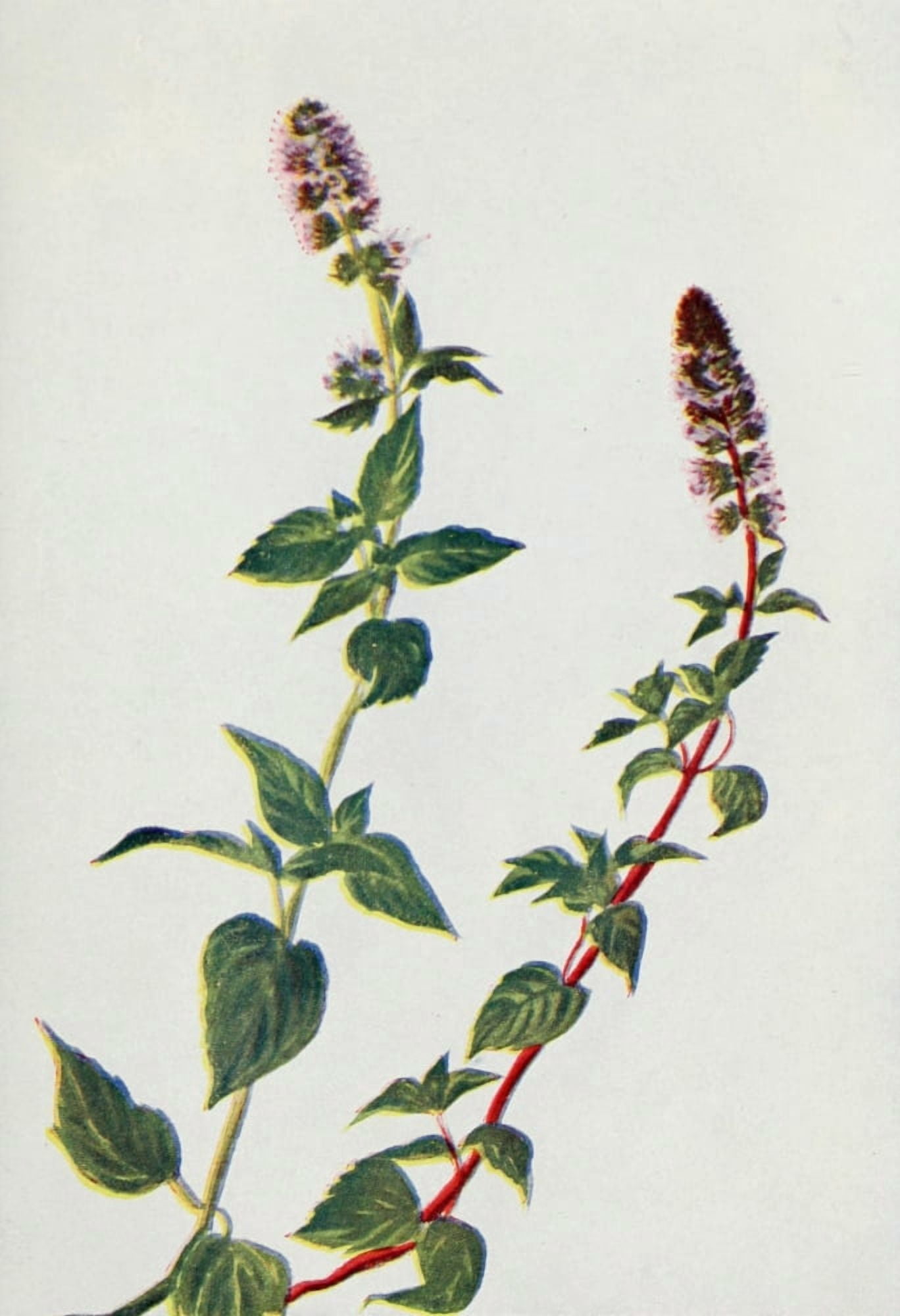 Wild Flowers 1909 Peppermint Canvas Art - M & Shaw Saterlee (24 x 36)