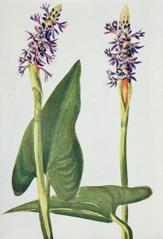 Wild Flowers 1909 Pickerel Weed Canvas Art - M & Shaw Saterlee (18 x 24)