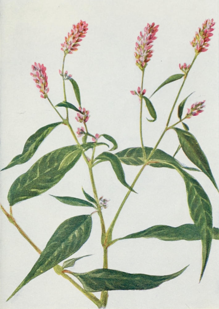Wild Flowers 1909 Pink Knotweed Canvas Art - M & Shaw Saterlee (18 x 24)