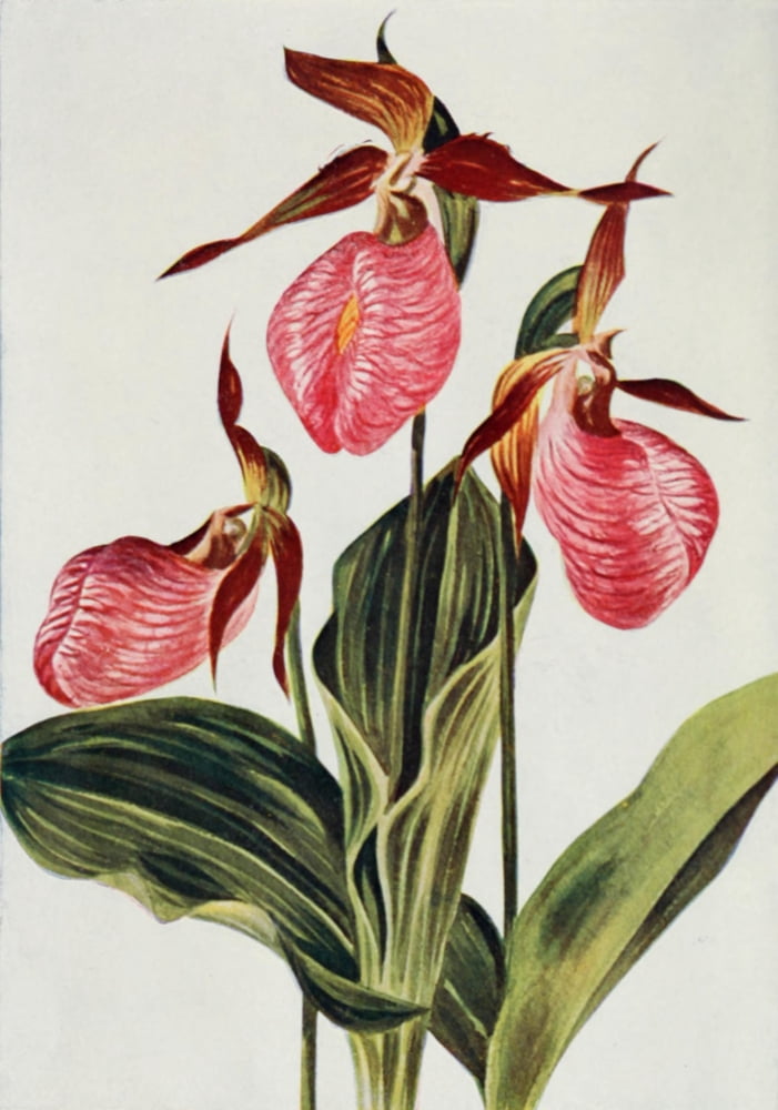 Wild Flowers 1909 Pink Ladys Slipper Canvas Art - M & Shaw Saterlee (24 x 36)