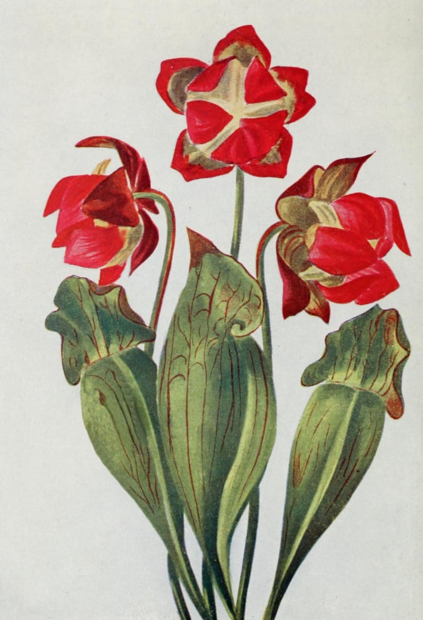 Wild Flowers 1909 Pitcher Plant Canvas Art - M & Shaw Saterlee (18 x 24)