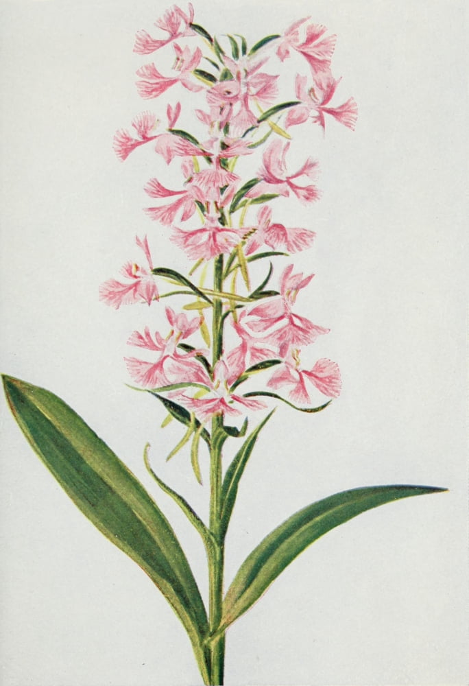Wild Flowers 1909 Purple Fringed Orchis Canvas Art - M & Shaw Saterlee (18 x 24)