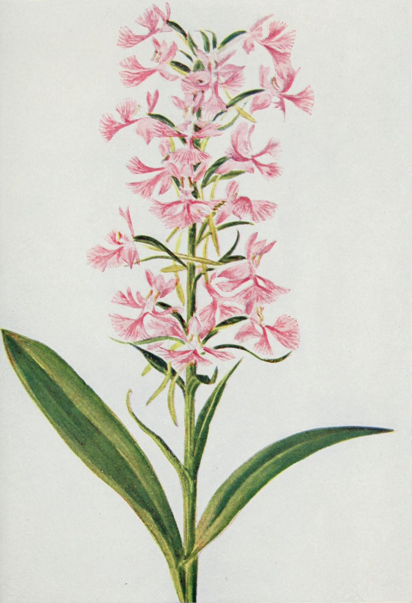 Wild Flowers 1909 Purple Fringed Orchis Canvas Art - M & Shaw Saterlee (24 x 36)