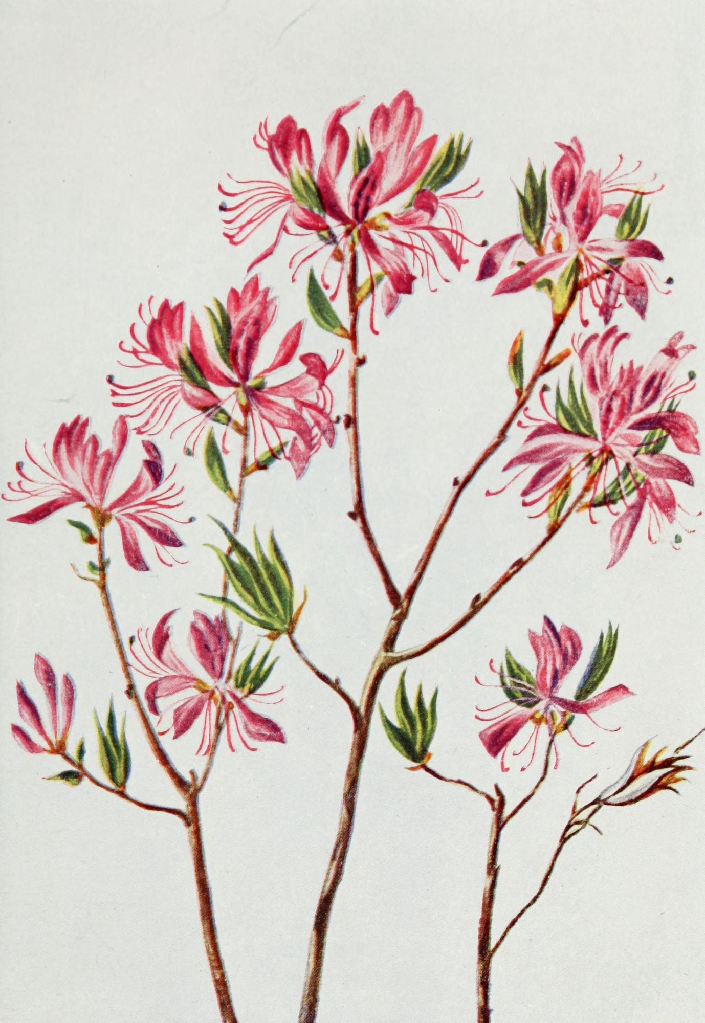 Wild Flowers 1909 Rhododendron Rhodora Canvas Art - M & Shaw Saterlee (18 x 24)