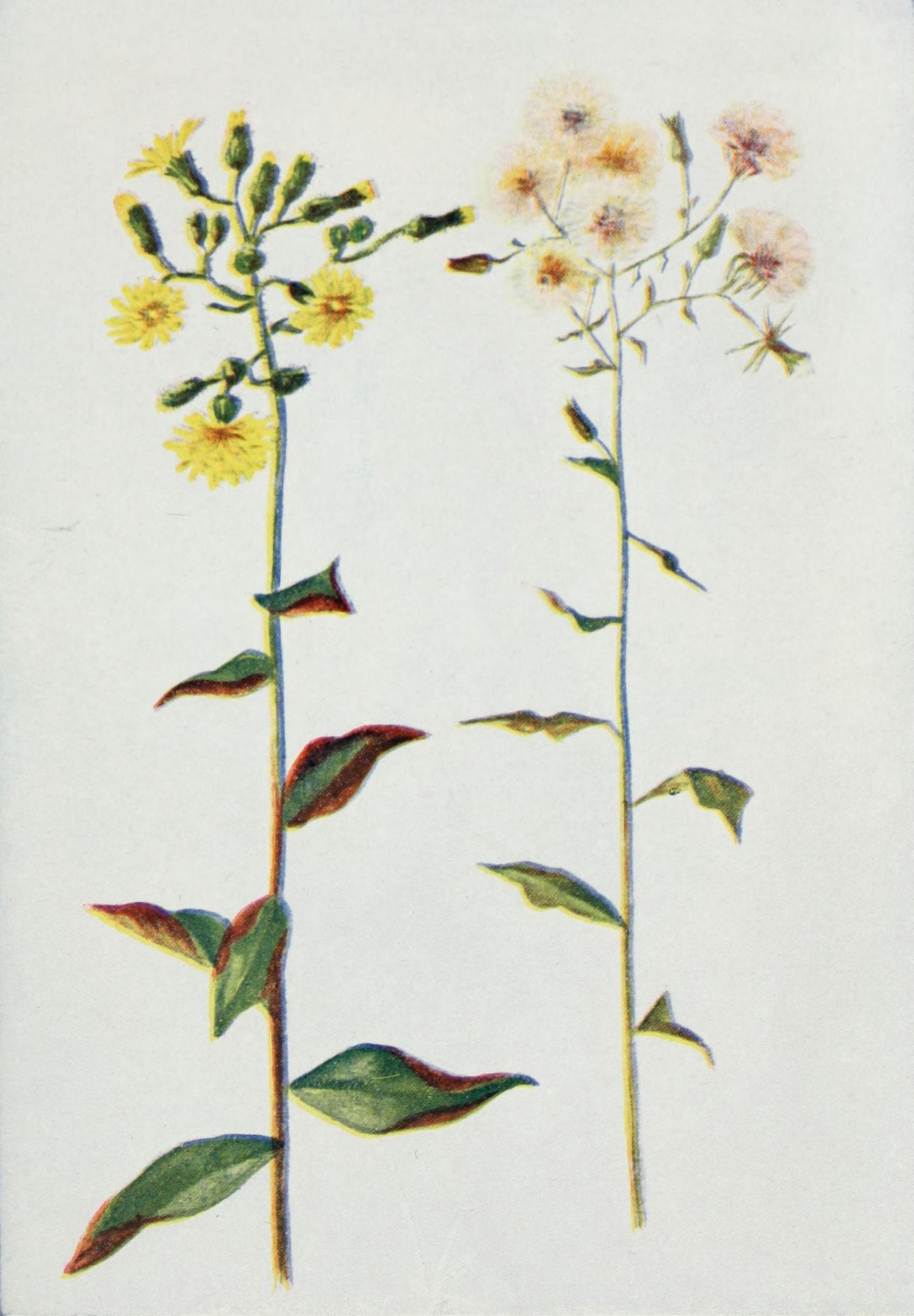 Wild Flowers 1909 Rough Hawkweed Canvas Art - M & Shaw Saterlee (18 x 24)