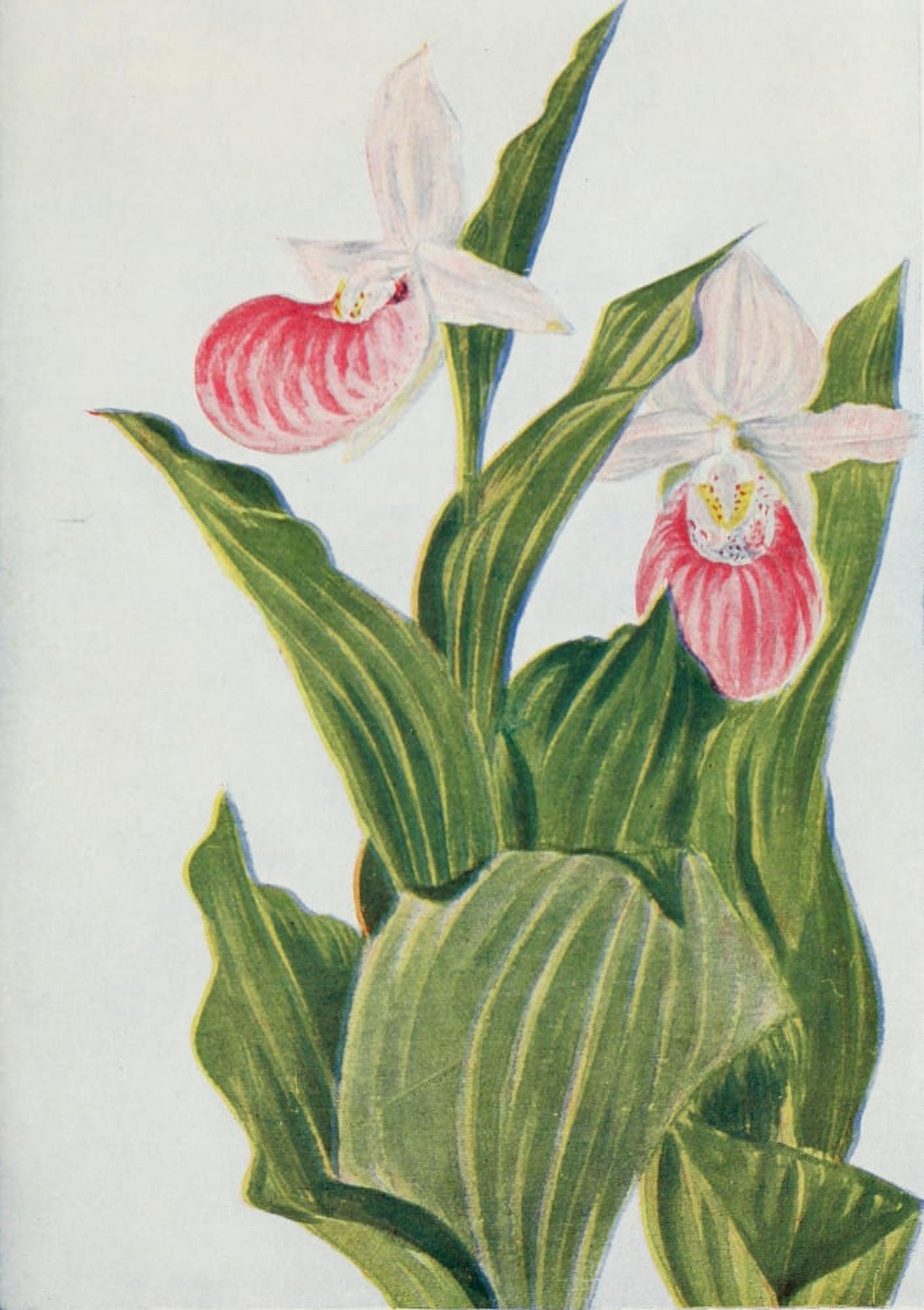 Wild Flowers 1909 Showy Ladys Slipper Canvas Art - M & Shaw Saterlee (24 x 36)