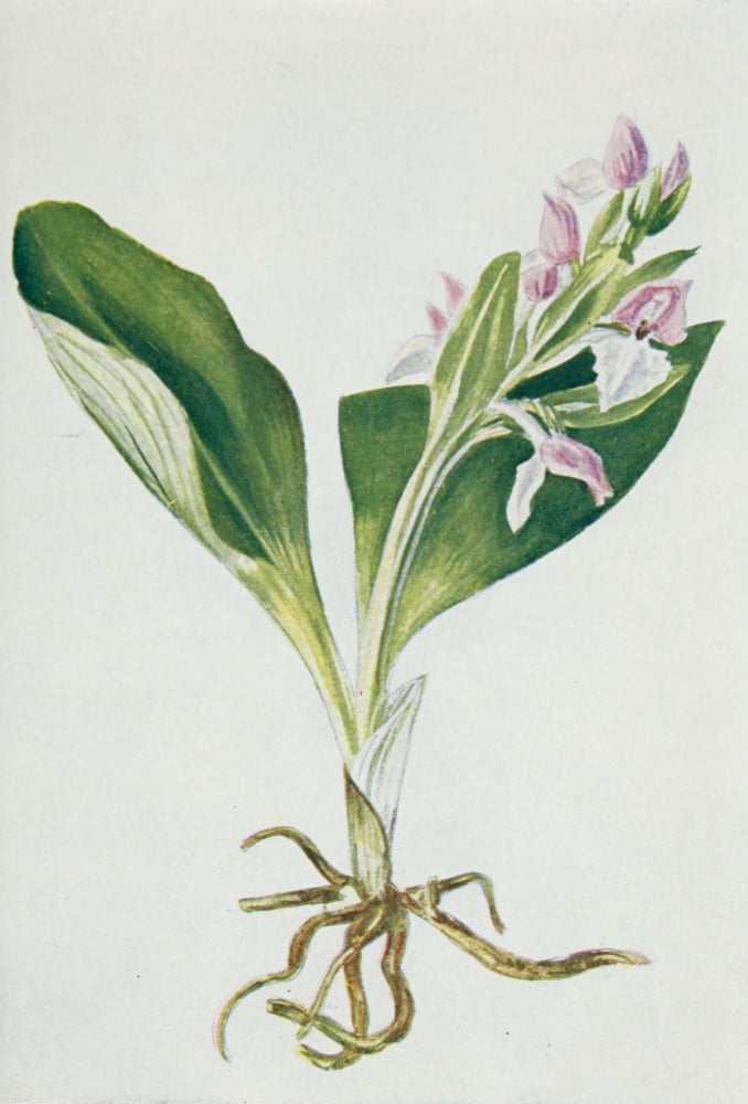Wild Flowers 1909 Showy Orchis Canvas Art - M & Shaw Saterlee (18 x 24)