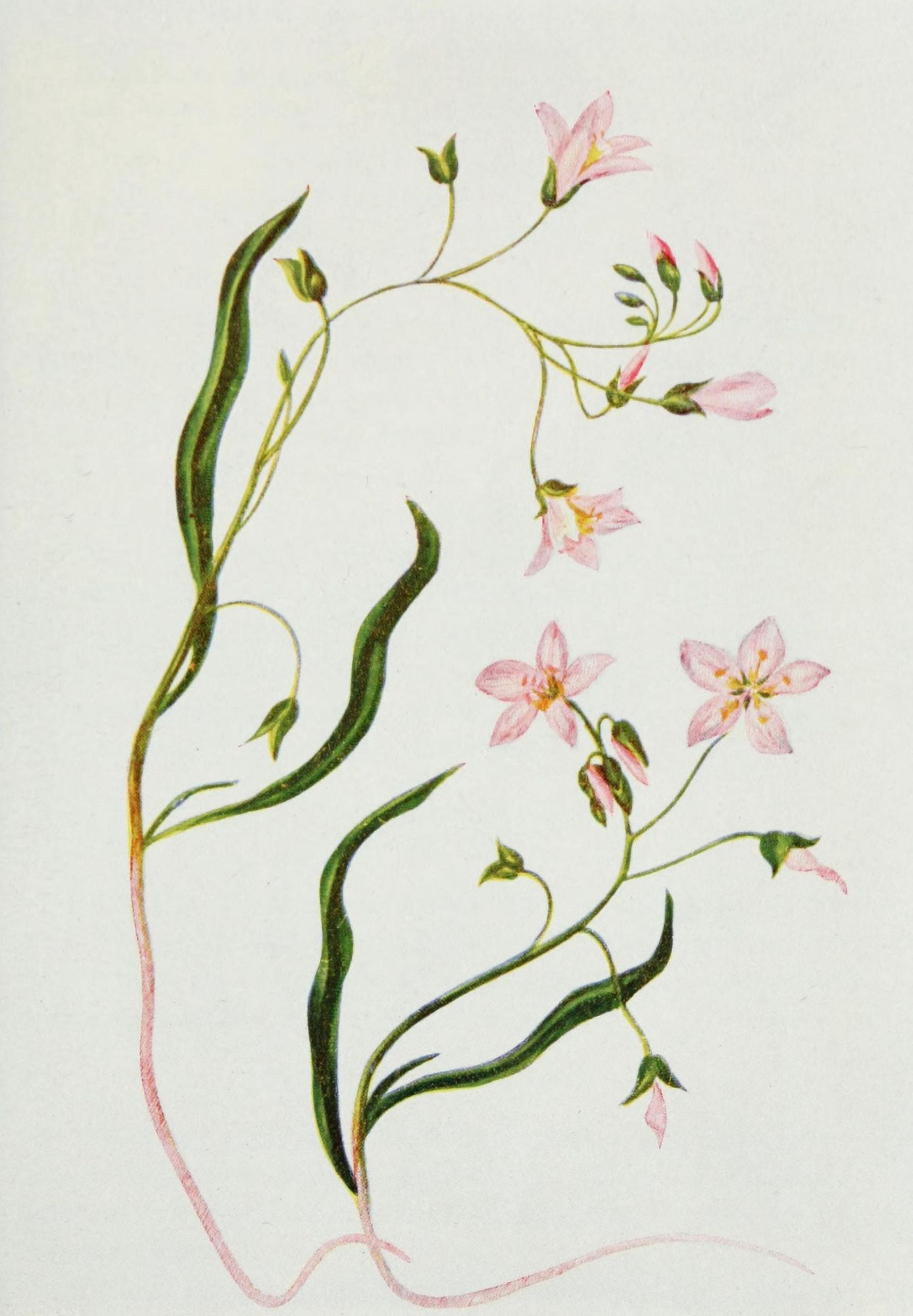 Wild Flowers 1909 Spring Beauty Canvas Art - M & Shaw Saterlee (18 x 24)