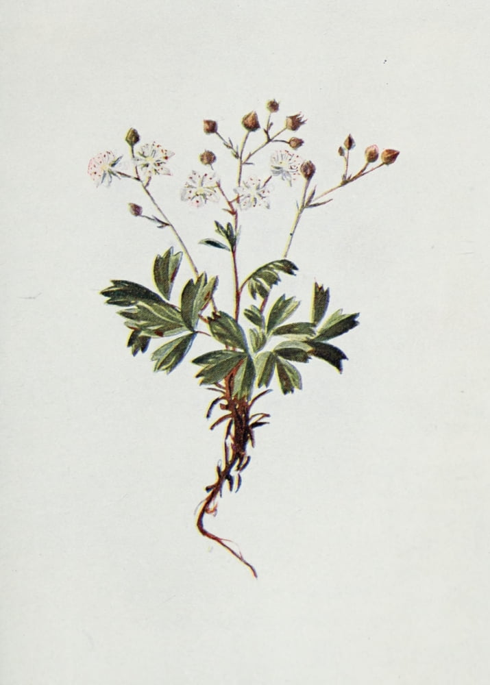 Wild Flowers 1909 Three-toothed Cinquefoil Canvas Art - M & Shaw Saterlee (18 x 24)
