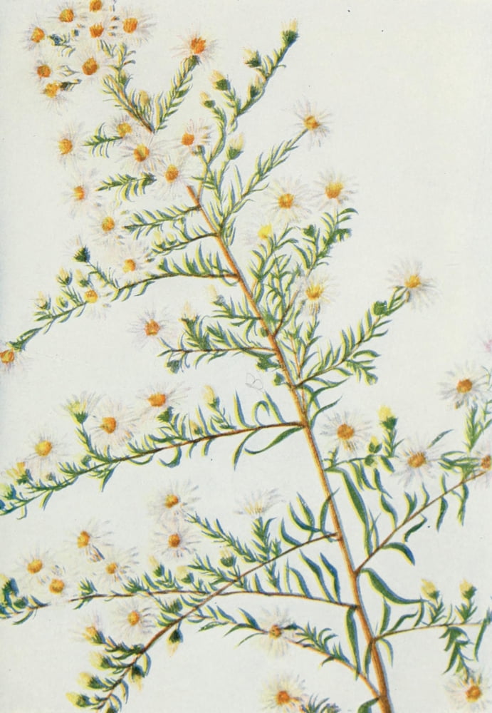 Wild Flowers 1909 White Heath Aster Canvas Art - M & Shaw Saterlee (18 x 24)