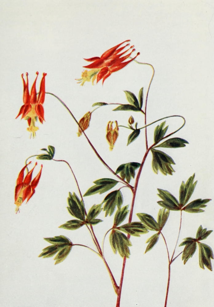 Wild Flowers 1909 Wild Columbine Canvas Art - M & Shaw Saterlee (18 x 24)