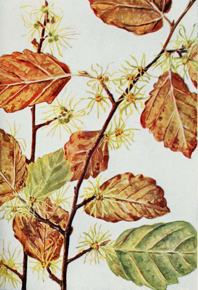 Wild Flowers 1909 Witch Hazel Canvas Art - M & Shaw Saterlee (24 x 36)