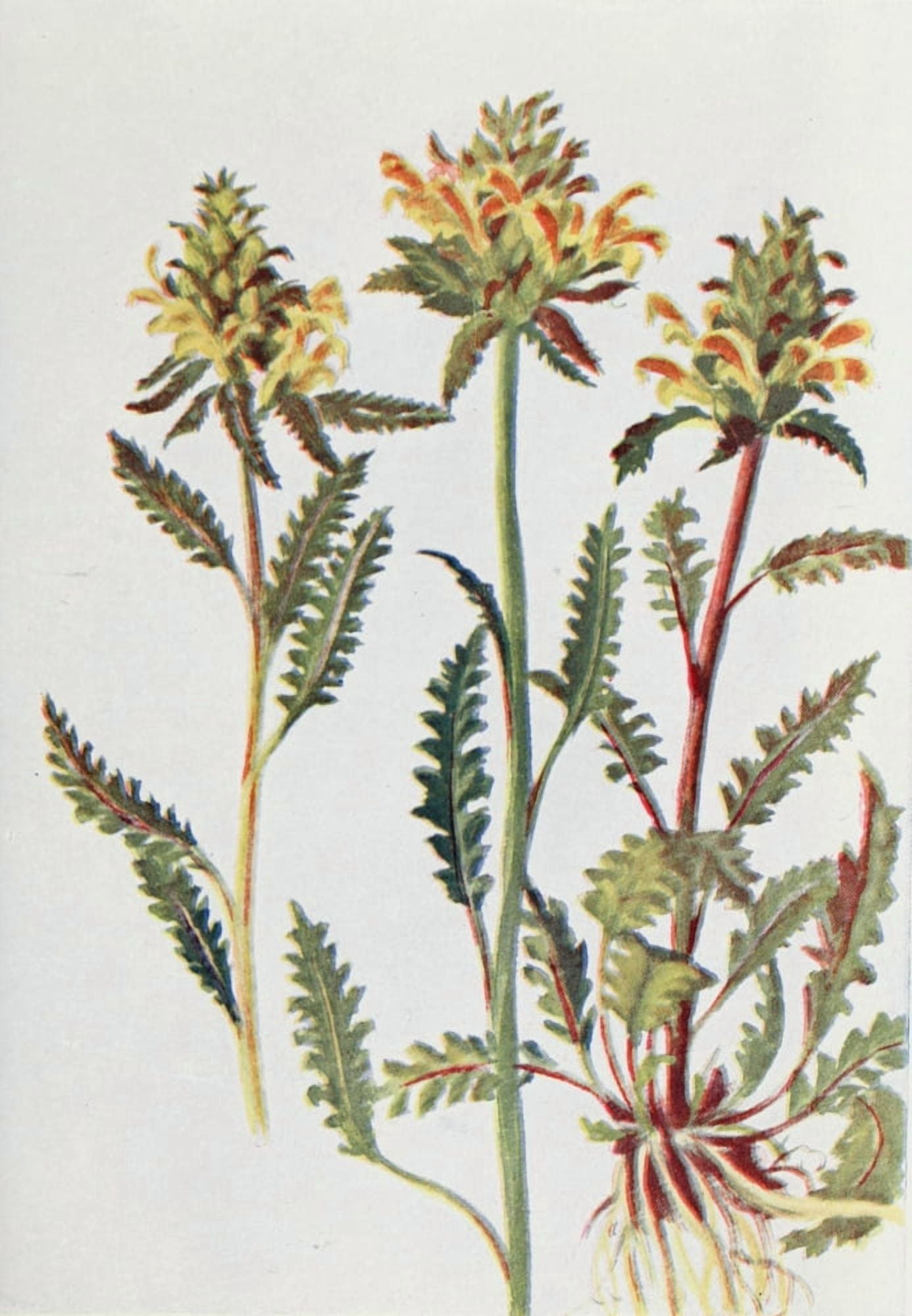 Wild Flowers 1909 Wood Betony Canvas Art - M & Shaw Saterlee (18 x 24)