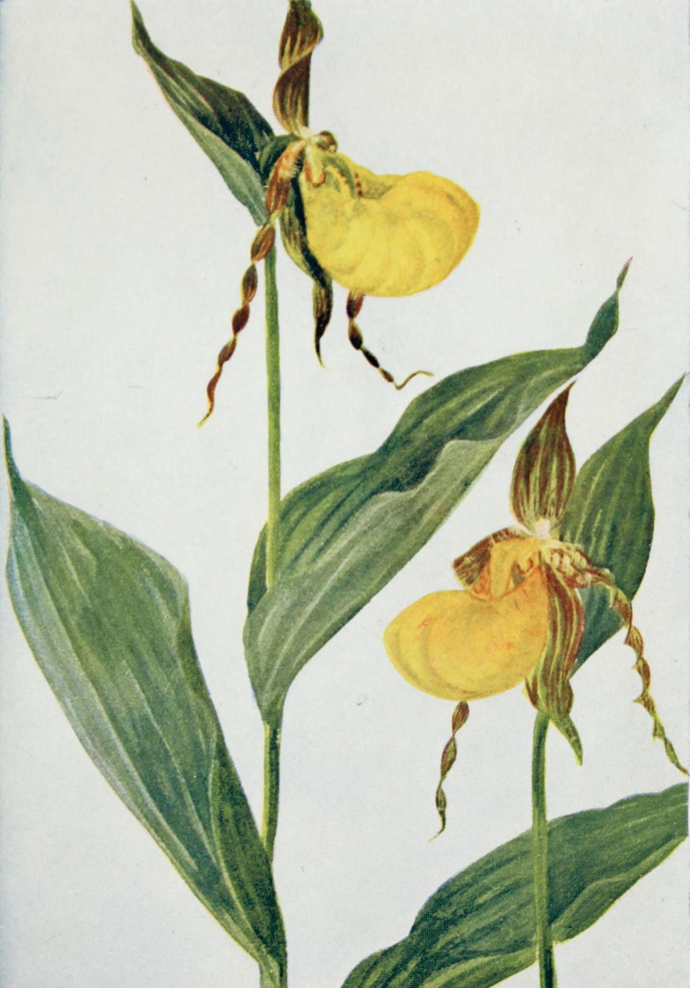 Wild Flowers 1909 Yellow Ladys Slipper Canvas Art - M & Shaw Saterlee (24 x 36)