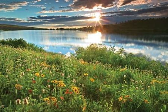 Wild Flowers Canvas Art - Dennis Frates (24 x 36)