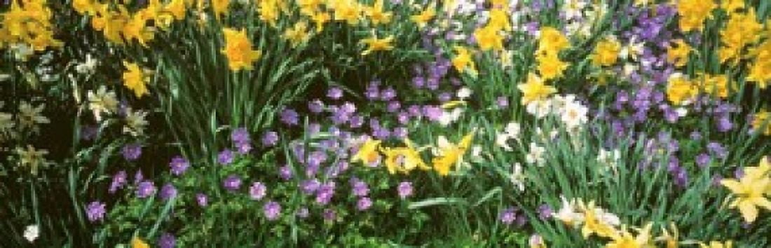 Wild Flowers Canvas Art - Panoramic Images (38 x 12)