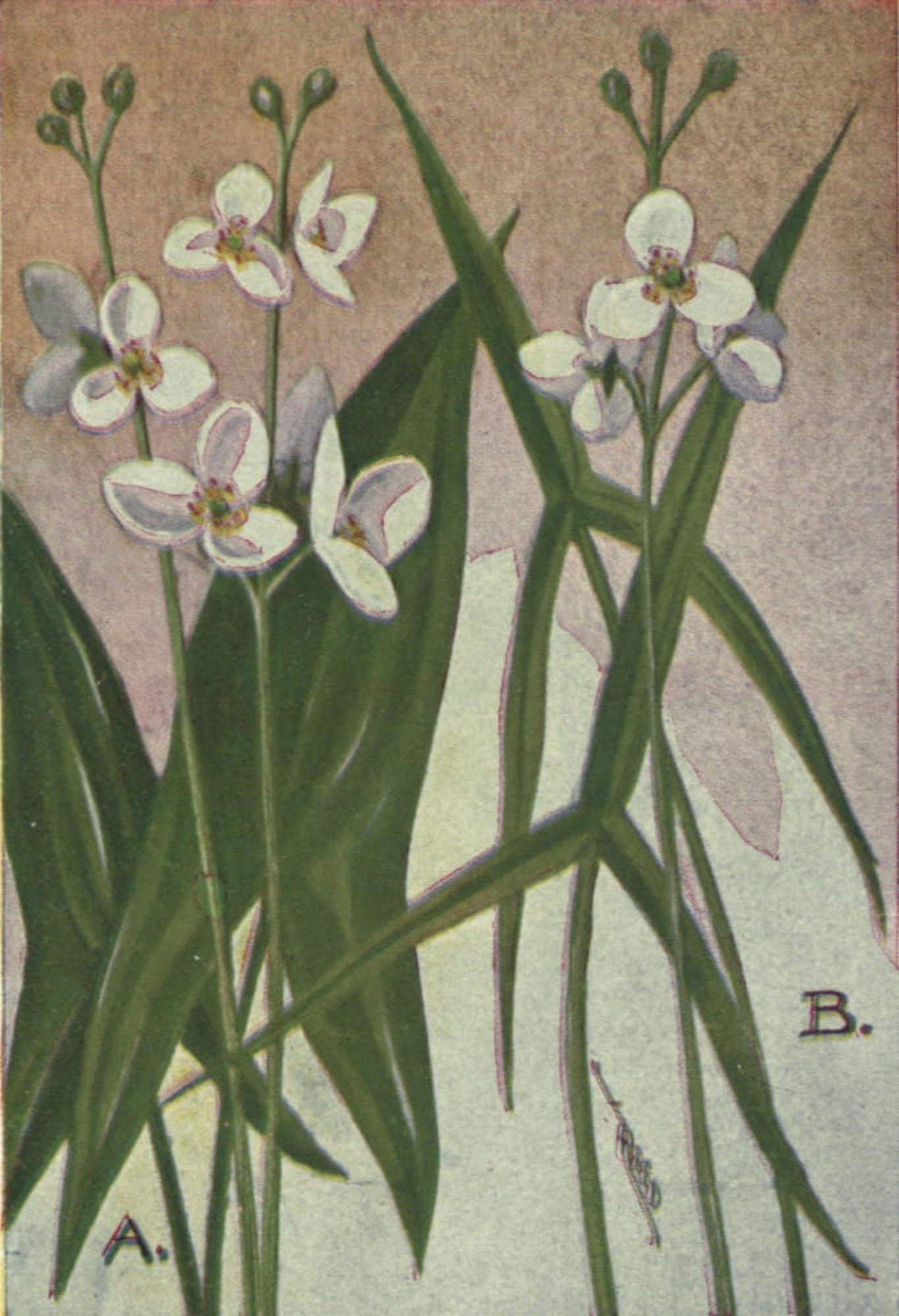 Wild Flowers East of the Rockies 1910 Arrowheads Canvas Art - C Reed (18 x 24)