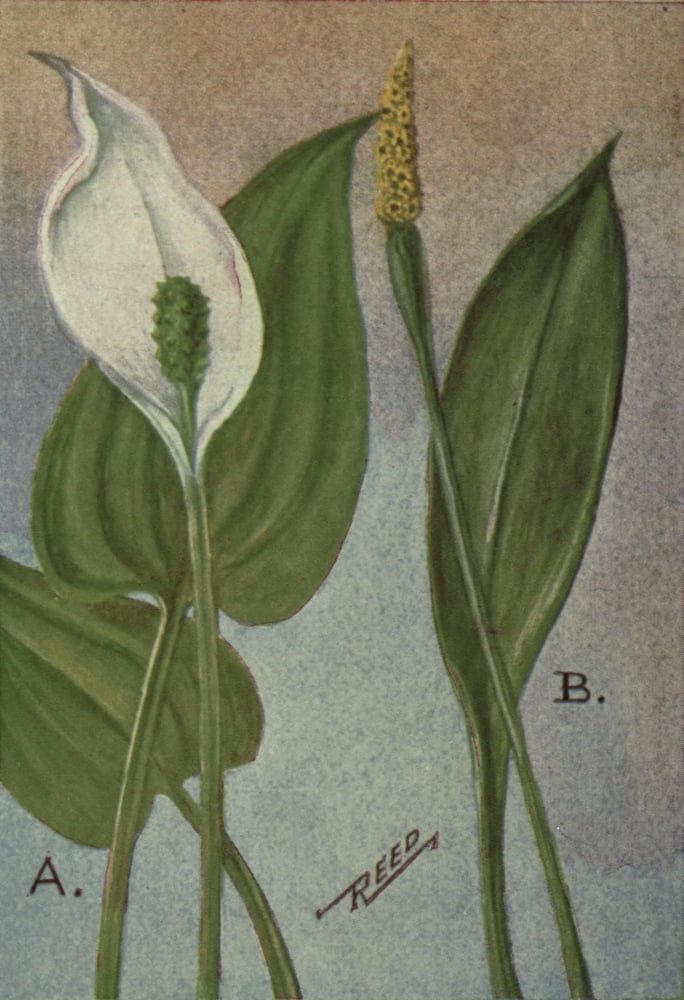 Wild Flowers East of the Rockies 1910 Arum Lily & Golden Club Canvas Art - C Reed (24 x 36)