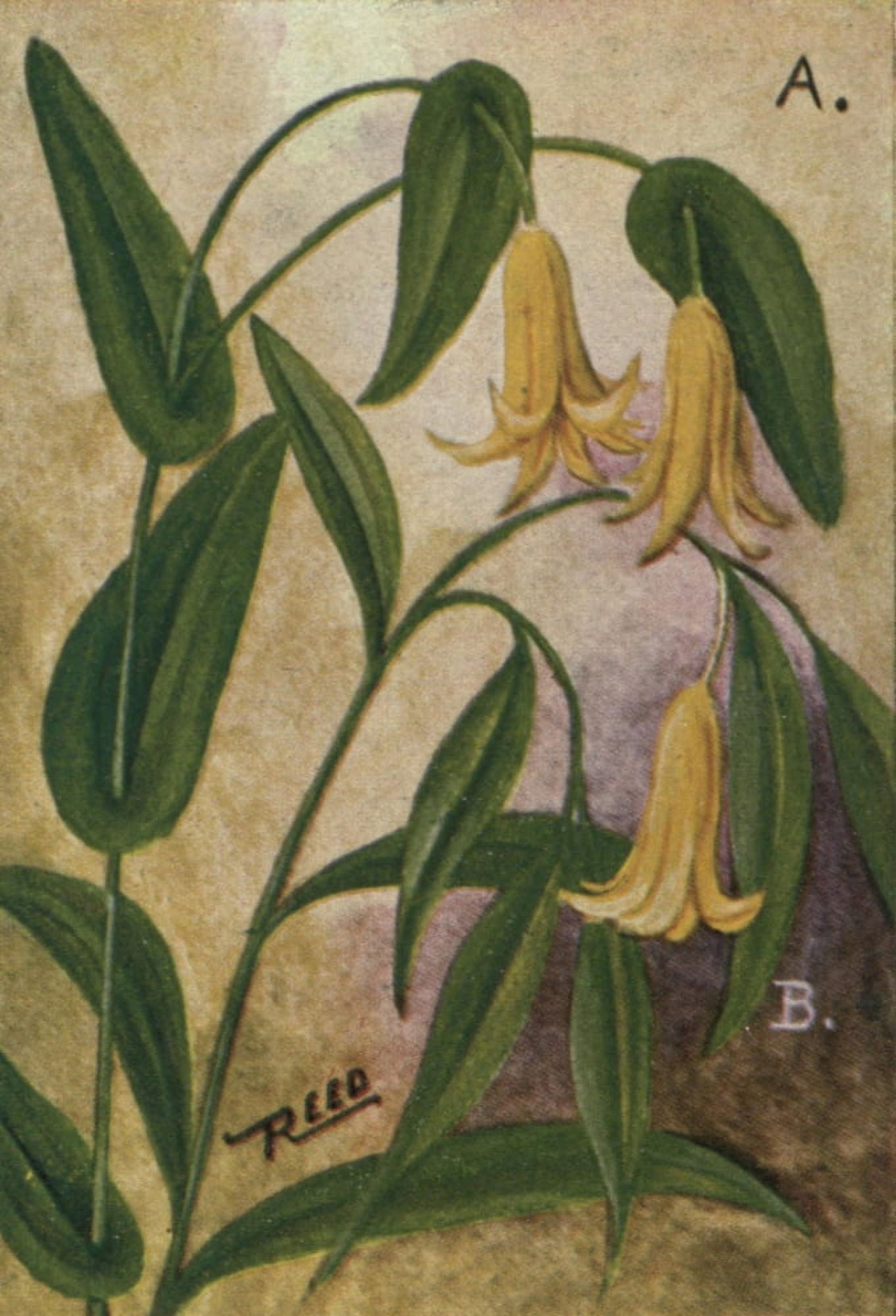 Wild Flowers East of the Rockies 1910 Bell-wort & Wild Oats Canvas Art - C Reed (24 x 36)