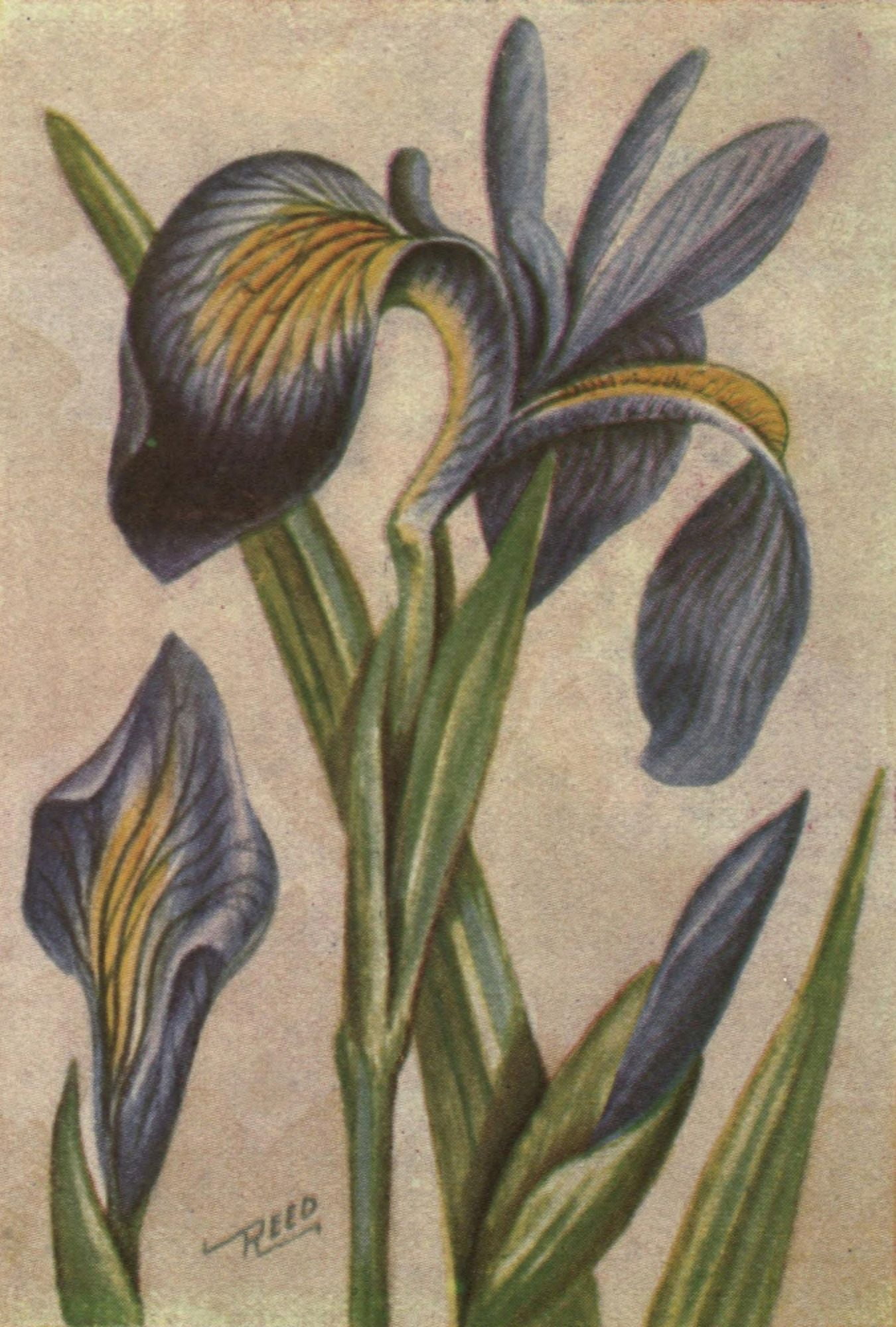 Wild Flowers East of the Rockies 1910 Blue Flag Iris Canvas Art - C Reed (24 x 36)