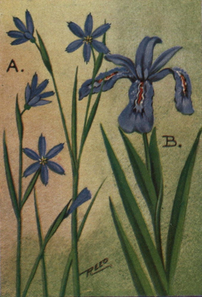 Wild Flowers East of the Rockies 1910 Blue-eyed Grass & Iris Canvas Art - C Reed (24 x 36)