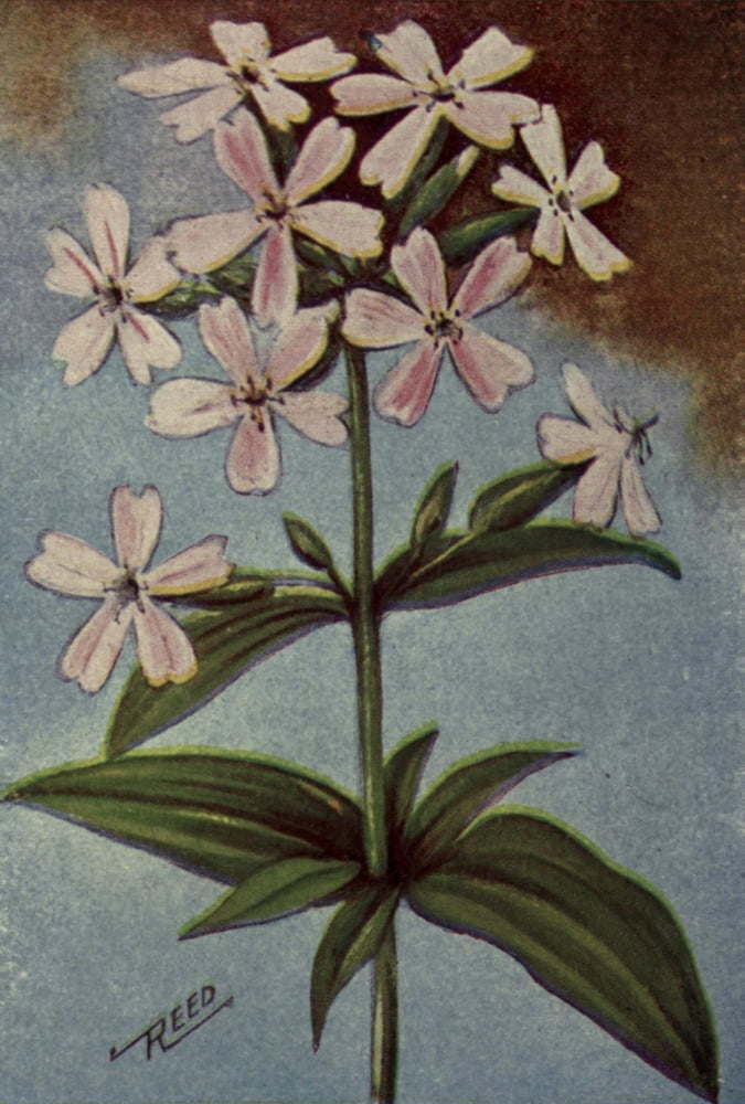 Wild Flowers East of the Rockies 1910 Bouncing Bet Canvas Art - C Reed (18 x 24)