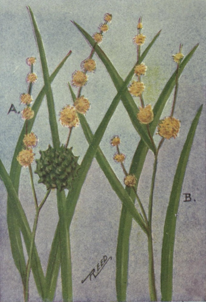 Wild Flowers East of the Rockies 1910 Bur-reeds Canvas Art - C Reed (24 x 36)