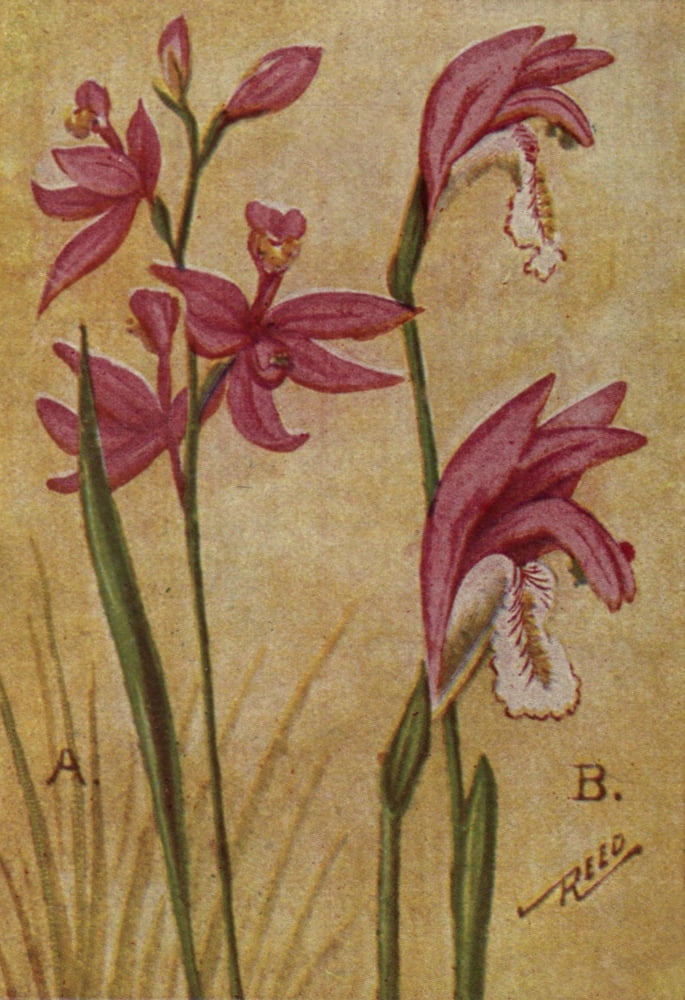 Wild Flowers East of the Rockies 1910 Calopogon & Arethusa Canvas Art - C Reed (24 x 36)