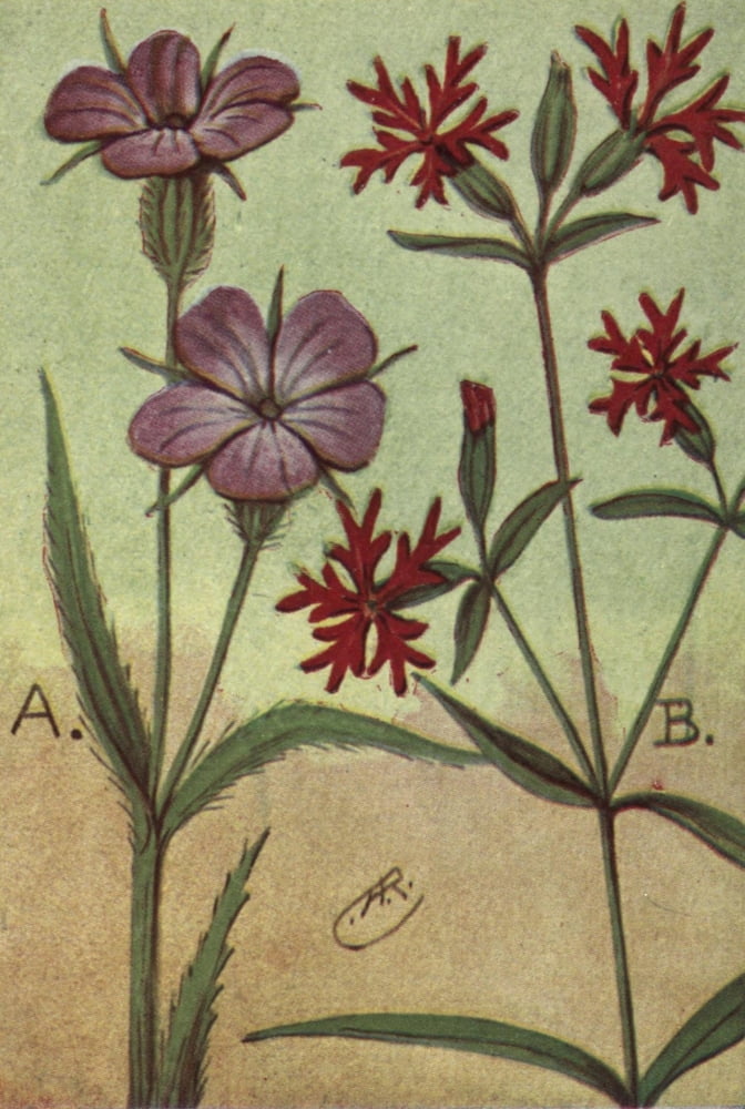 Wild Flowers East of the Rockies 1910 Corn Cockle & Ragged Robin Canvas Art - C Reed (24 x 36)