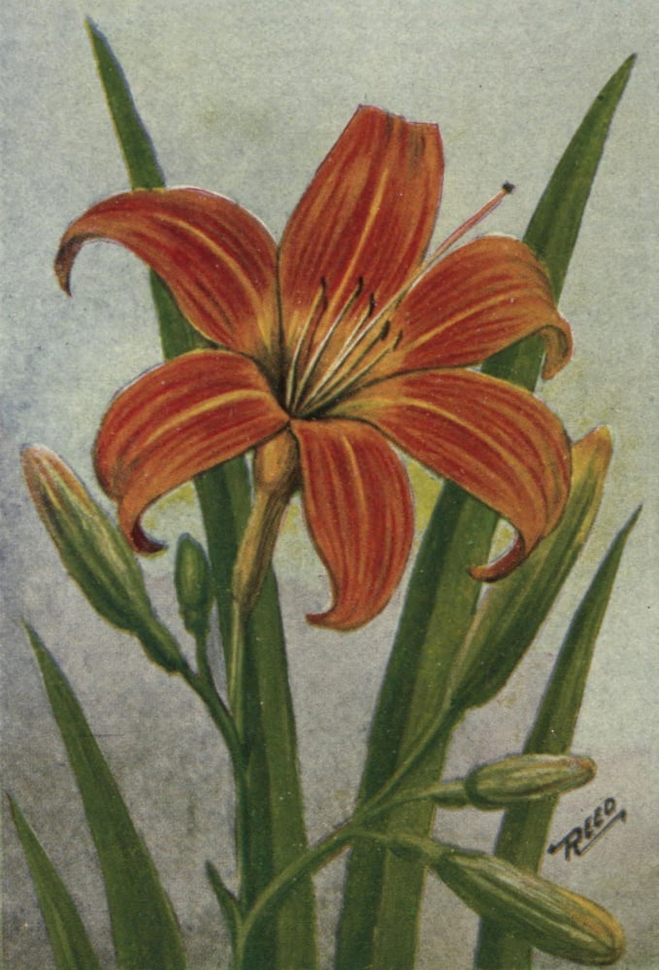 Wild Flowers East of the Rockies 1910 Day Lily Canvas Art - C Reed (18 x 24)