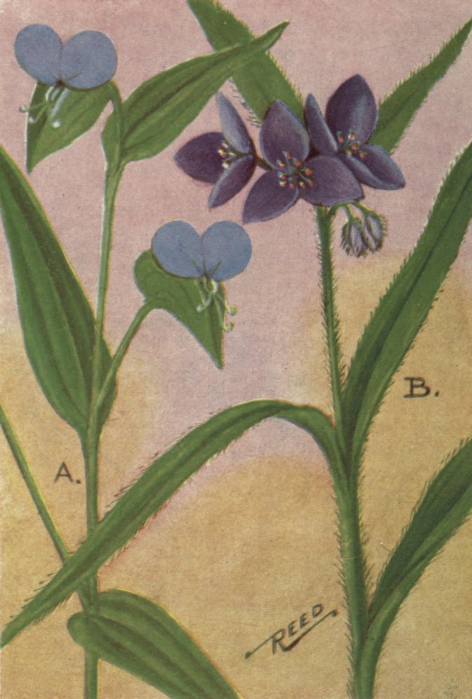 Wild Flowers East of the Rockies 1910 Day-flower & Spiderwort Canvas Art - C Reed (24 x 36)