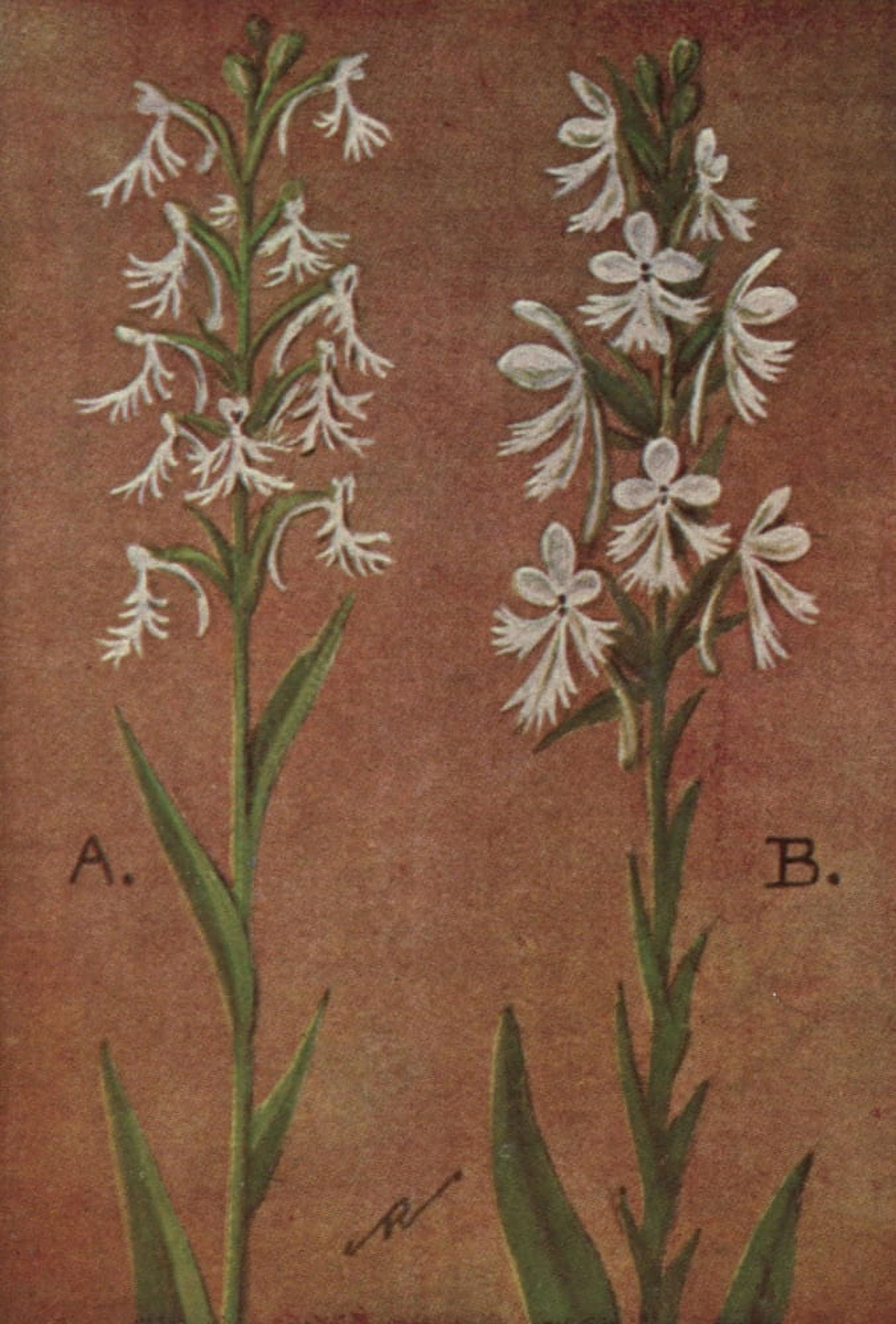 Wild Flowers East of the Rockies 1910 Fringed Orchis Canvas Art - C Reed (24 x 36)