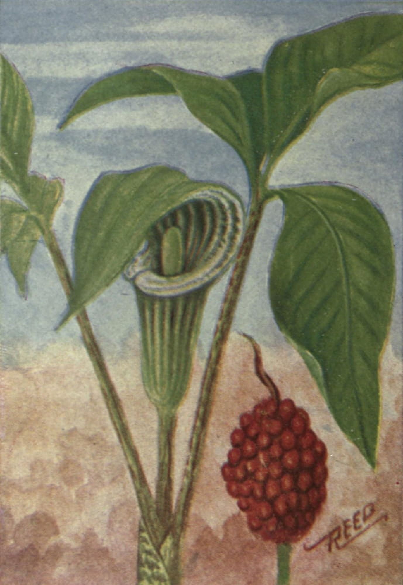 Wild Flowers East of the Rockies 1910 Jack-in-the-pulpit Canvas Art - C Reed (18 x 24)