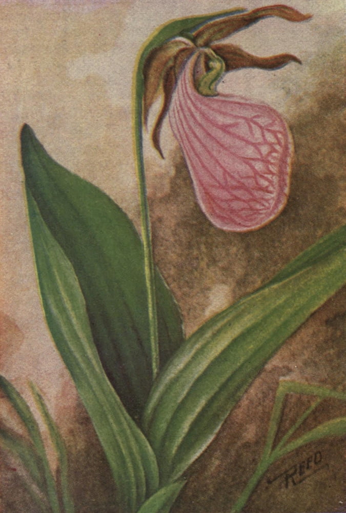 Wild Flowers East of the Rockies 1910 Moccasin Flower Canvas Art - C Reed (24 x 36)