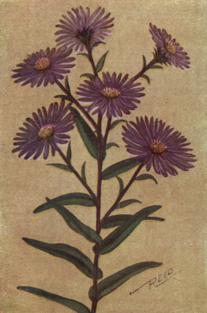 Wild Flowers East of the Rockies 1910 New England Aster Canvas Art - C Reed (24 x 36)