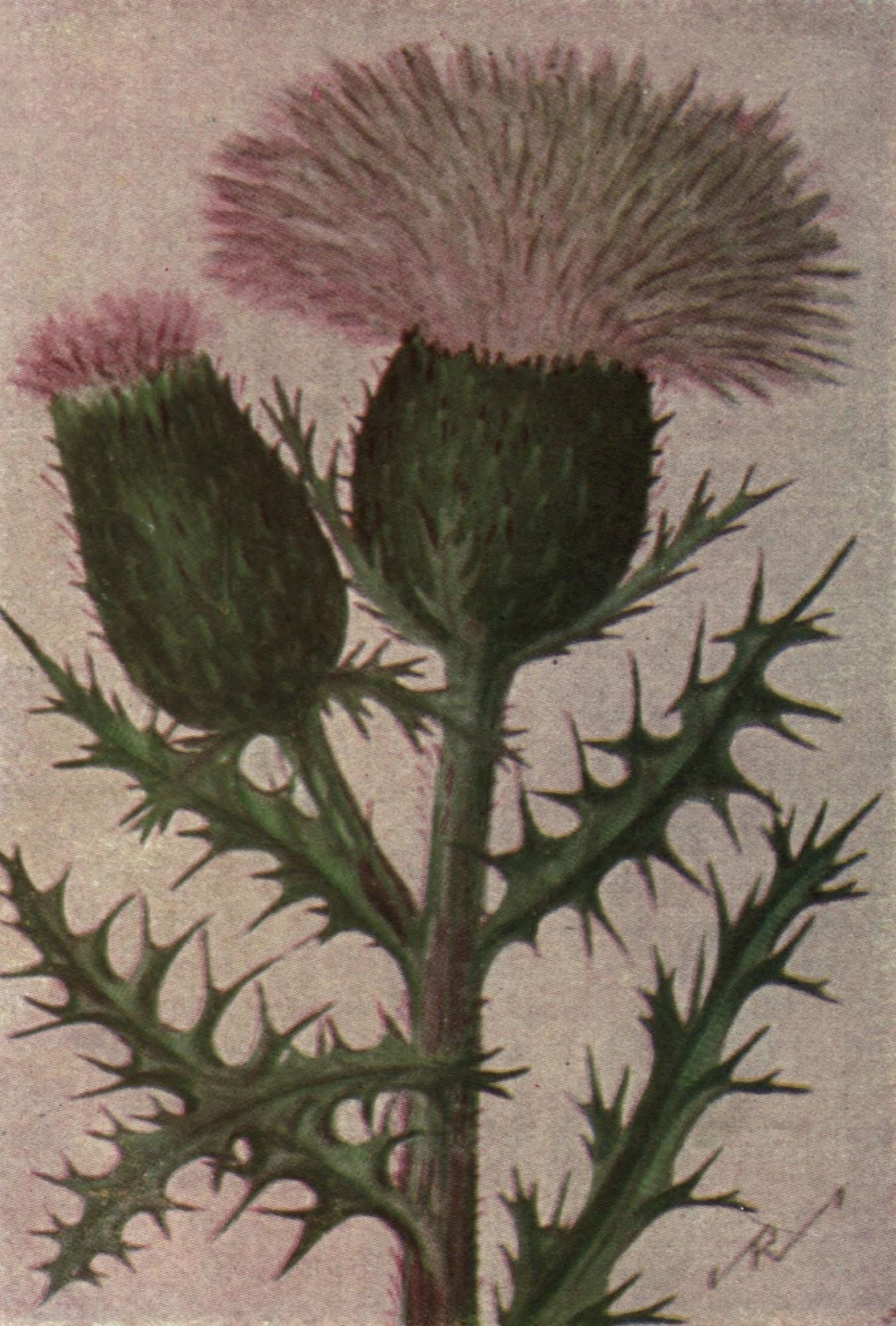 Wild Flowers East of the Rockies 1910 Pasture Thistle Canvas Art - C Reed (18 x 24)