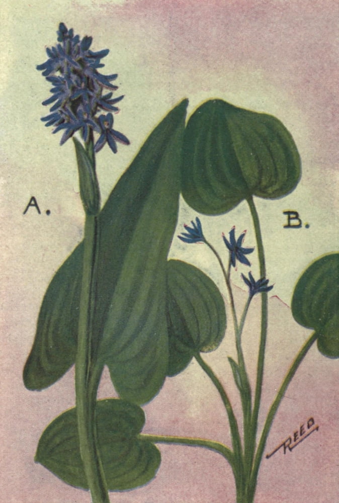 Wild Flowers East of the Rockies 1910 Pickerel Weed & Mud Plantain Canvas Art - C Reed (18 x 24)