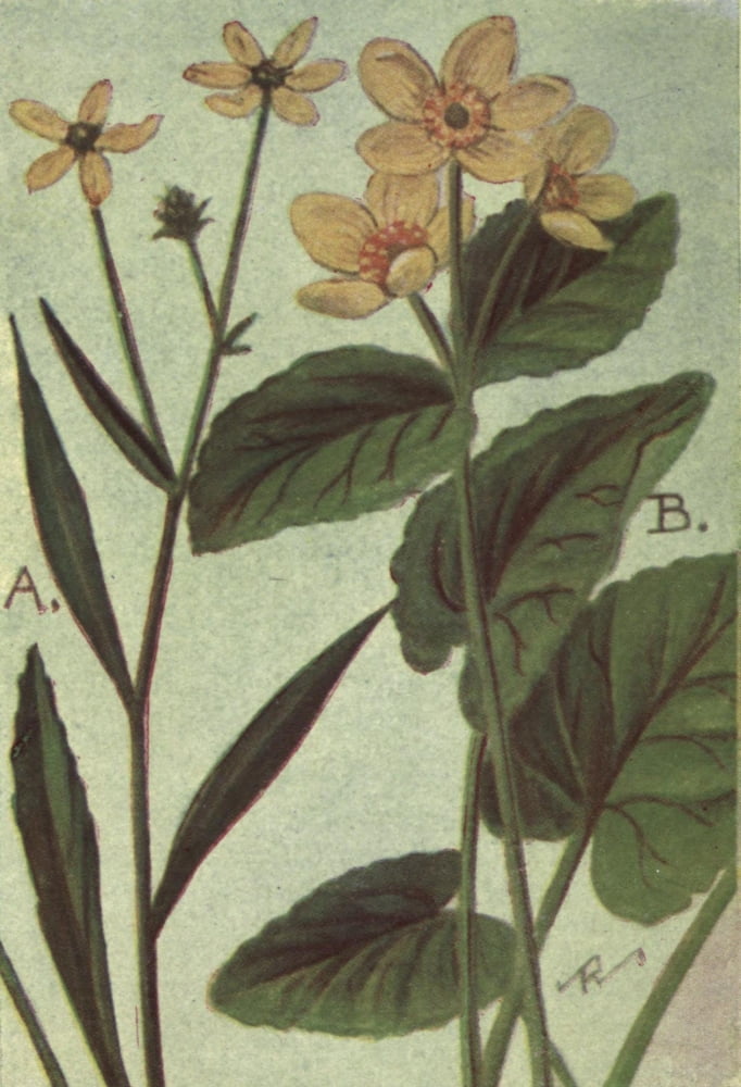 Wild Flowers East of the Rockies 1910 Plantain Marsh Marigold Canvas Art - C Reed (24 x 36)