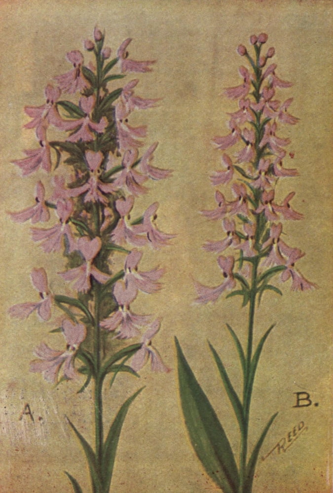 Wild Flowers East of the Rockies 1910 Purple Fringed Orchis Canvas Art - C Reed (18 x 24)