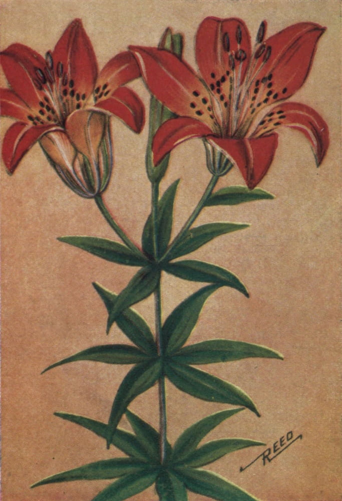 Wild Flowers East of the Rockies 1910 Red Wood Lily Canvas Art - C Reed (24 x 36)