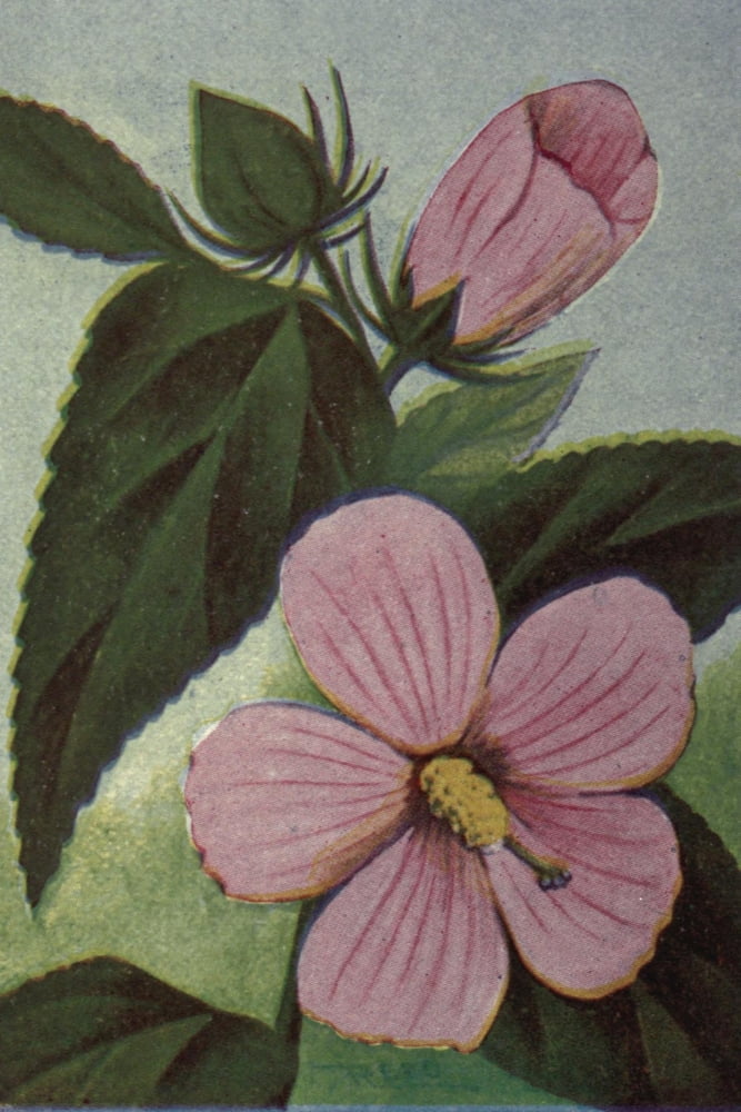 Wild Flowers East of the Rockies 1910 Rose Mallow Canvas Art - C Reed (18 x 24)