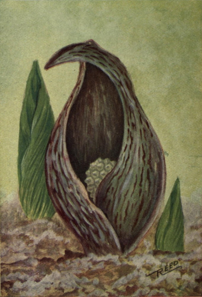 Wild Flowers East of the Rockies 1910 Skunk Cabbage Canvas Art - C Reed (24 x 36)
