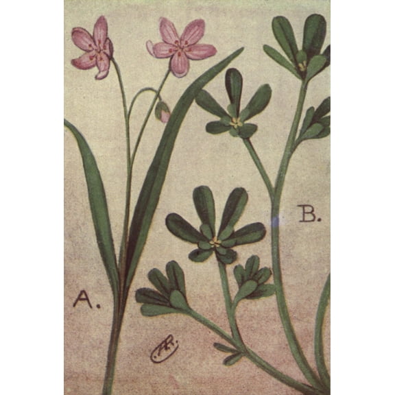 Wild Flowers East of the Rockies 1910 Spring Beauty, Purslane Poster Print by C. Reed (24 x 36)