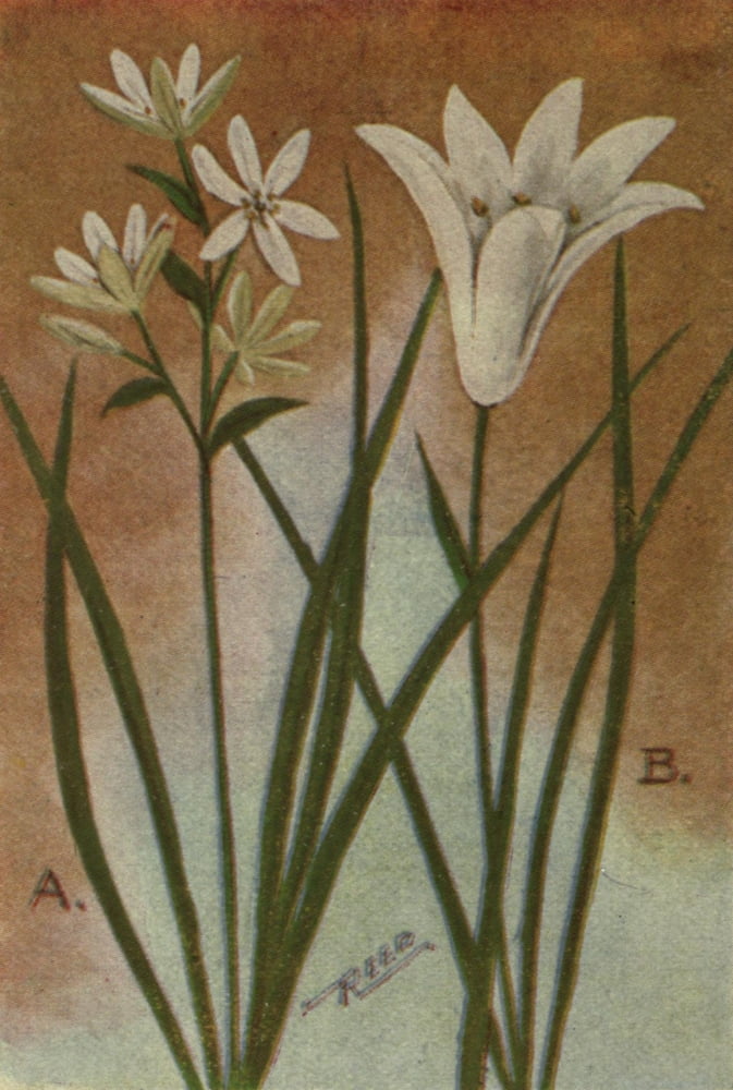 Wild Flowers East of the Rockies 1910 Star of Bethlehem Canvas Art - C Reed (24 x 36)